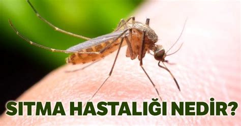 Malaria hastaligi nedir
